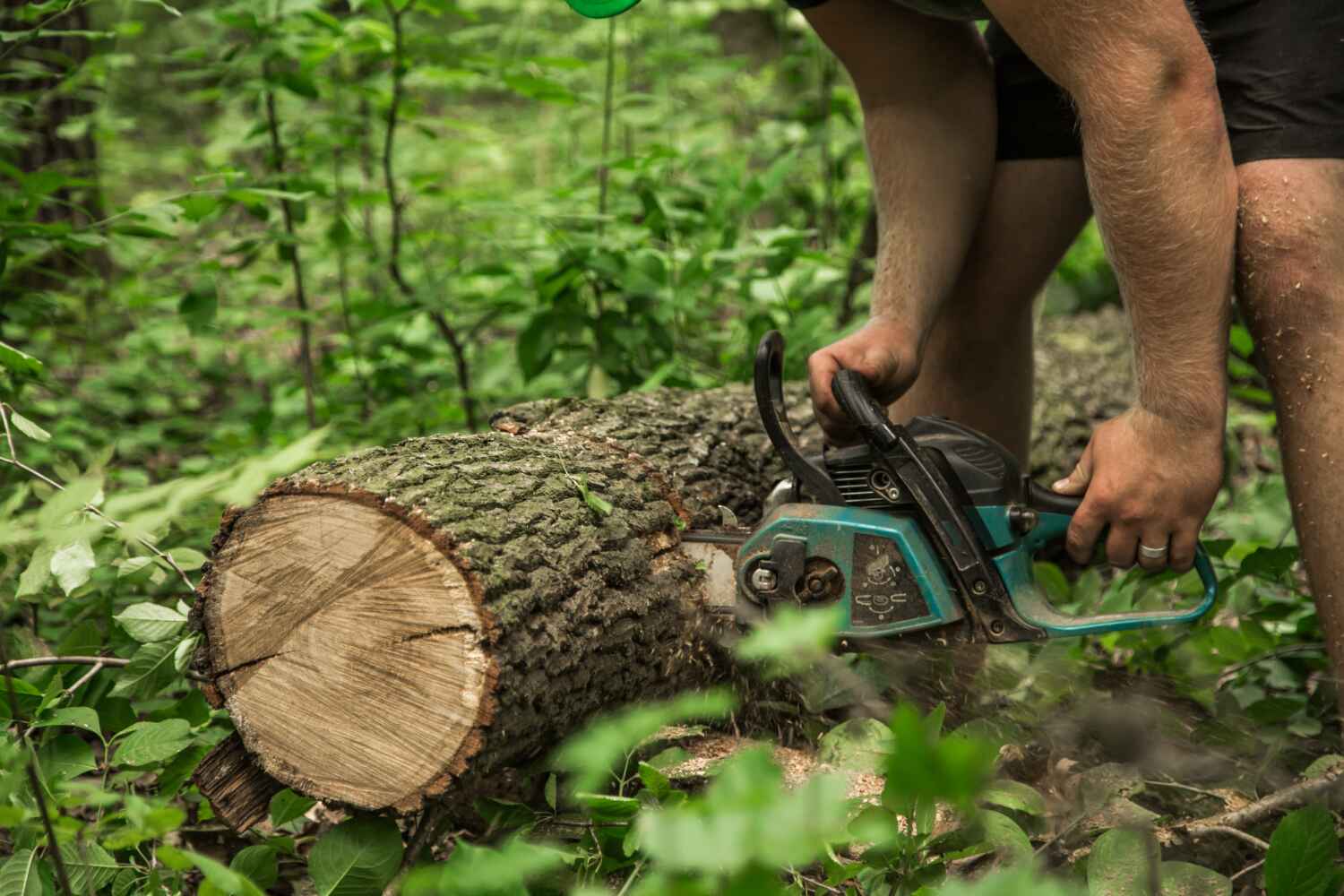 Dead Tree Removal in Crandall, TX